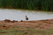 06 - Addo Elephant NP (26)-Ibis hagedash